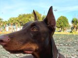 Herşeyi Tam Eğitimli Kızıl Erkek Doberman