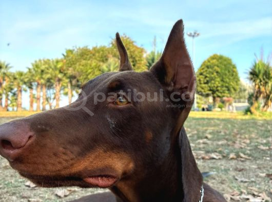 Herşeyi Tam Eğitimli Kızıl Erkek Doberman görsel