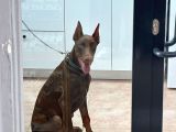Herşeyi Tam Eğitimli Kızıl Erkek Doberman