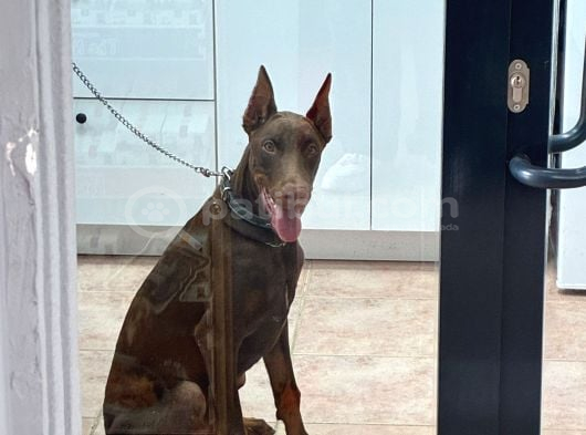 Herşeyi Tam Eğitimli Kızıl Erkek Doberman görsel