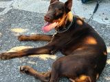Herşeyi Tam Eğitimli Kızıl Erkek Doberman