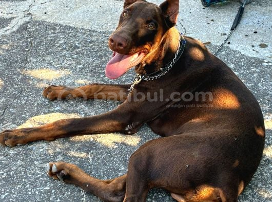 Herşeyi Tam Eğitimli Kızıl Erkek Doberman