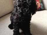 Black Toy Podle