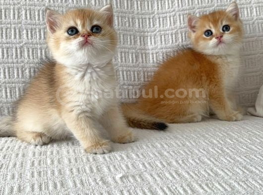 A Kalite Longhair Ve Shorthair Tam Irk Yavrularımız görsel