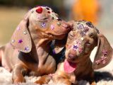 Eşsi̇z Güzelli̇kleri̇yle Dachshund Yavrulari
