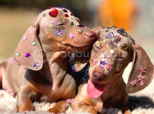 Eşsi̇z Güzelli̇kleri̇yle Dachshund Yavrulari görsel