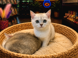 Olağanüstü Güzel Renkleriyle British Shorthair Yavrularımız