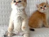 A Kalite Longhair Ve Shorthair Tam Irk Yavrularımız