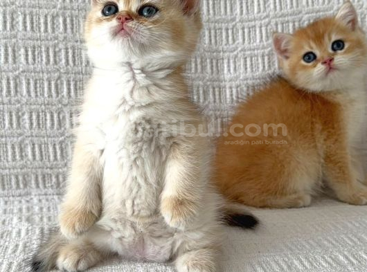 A Kalite Longhair Ve Shorthair Tam Irk Yavrularımız görsel