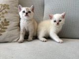 A Kalite Longhair Ve Shorthair Tam Irk Yavrularımız