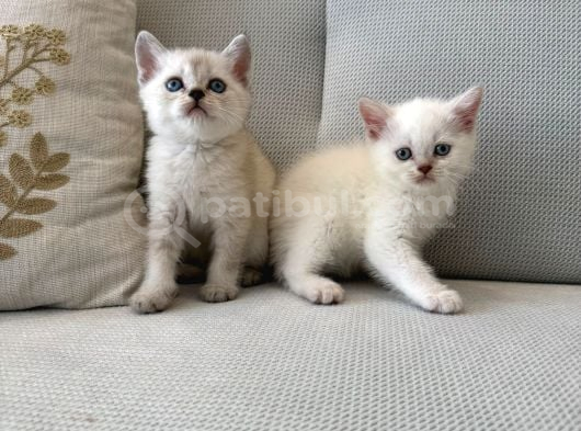 A Kalite Longhair Ve Shorthair Tam Irk Yavrularımız görsel