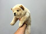 Irk Ve Sağlik Garanti̇li̇ Chow Chow