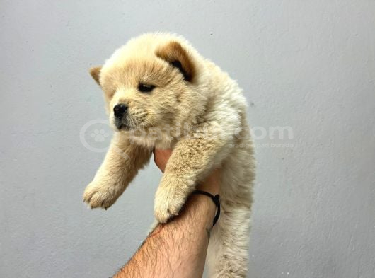 Irk Ve Sağlik Garanti̇li̇ Chow Chow görsel