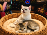 Olağanüstü Güzel Renkleriyle British Shorthair Yavrularımız