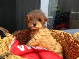 Sincap Gibi Mmükemmel Kalite Gerçek Maltipoo Yavrular