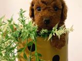 Toy Poodle