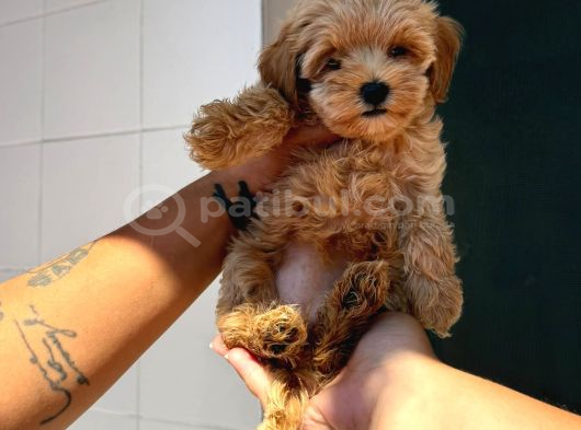 Sincap Gibi Mmükemmel Kalite Gerçek Maltipoo Yavrular görsel