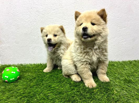Irk Ve Sağlik Garanti̇li̇ Chow Chow