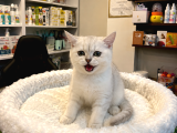 Olağanüstü Güzel Renkleriyle British Shorthair Yavrularımız