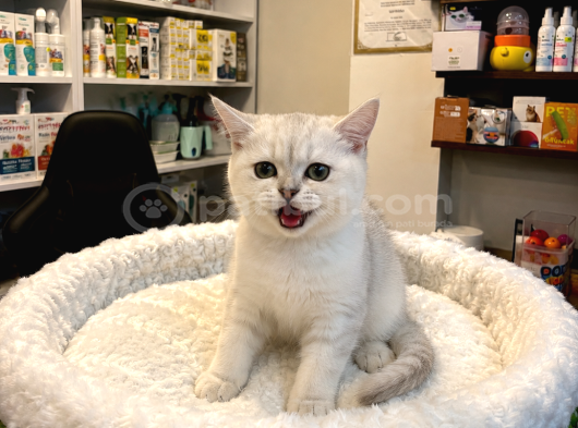 Olağanüstü Güzel Renkleriyle British Shorthair Yavrularımız görsel