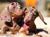 Eşsi̇z Güzelli̇kleri̇yle Dachshund Yavrulari