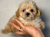 Malti̇poo Ci̇nsi̇ Yavrular Ev Üreti̇mi̇