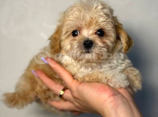 Malti̇poo Ci̇nsi̇ Yavrular Ev Üreti̇mi̇