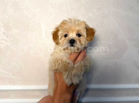 Malti̇poo Ci̇nsi̇ Yavrular Ev Üreti̇mi̇ görsel