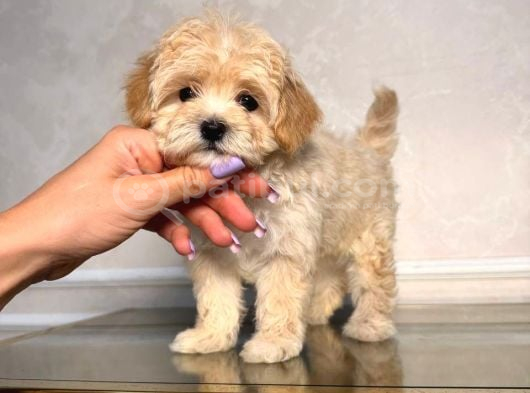 Malti̇poo Ci̇nsi̇ Yavrular Ev Üreti̇mi̇ görsel