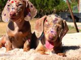 Eşsi̇z Güzelli̇kleri̇yle Dachshund Yavrulari