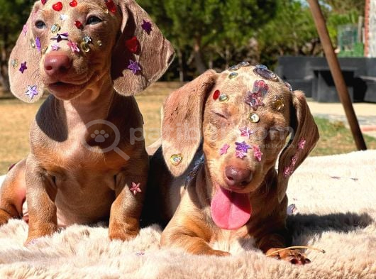 Eşsi̇z Güzelli̇kleri̇yle Dachshund Yavrulari görsel