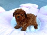 Toy Poodle Sevi̇mli̇ Yavrular Ev Üreti̇mi̇