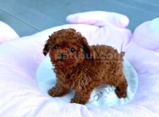 Toy Poodle Sevi̇mli̇ Yavrular Ev Üreti̇mi̇ görsel