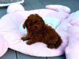 Toy Poodle Sevi̇mli̇ Yavrular Ev Üreti̇mi̇