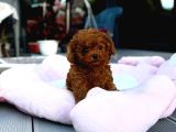 Toy Poodle Sevi̇mli̇ Yavrular Ev Üreti̇mi̇