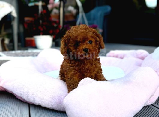 Toy Poodle Sevi̇mli̇ Yavrular Ev Üreti̇mi̇