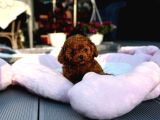 Toy Poodle Sevi̇mli̇ Yavrular Ev Üreti̇mi̇