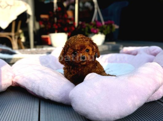 Toy Poodle Sevi̇mli̇ Yavrular Ev Üreti̇mi̇ görsel