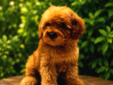 En Uygun Maltipoo Yavruları