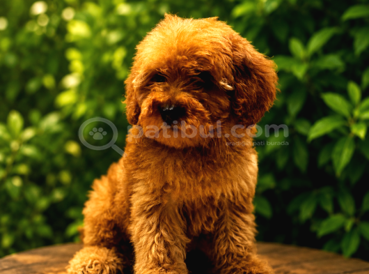En Uygun Maltipoo Yavruları