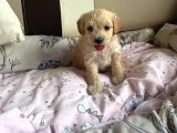Maltipoo Dişi