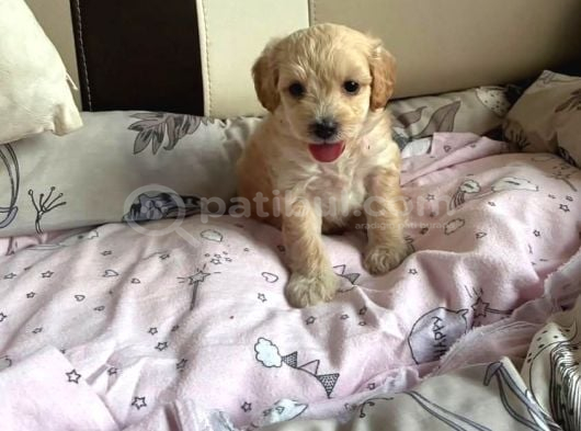 Maltipoo Dişi