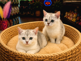 Olağanüstü Güzel Renkleriyle British Shorthair Yavrularımız