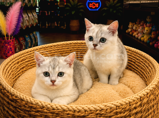 Olağanüstü Güzel Renkleriyle British Shorthair Yavrularımız