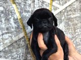 Pug Yavrulari Kredi̇ Karti Geçerli̇di̇r