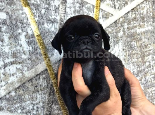 Pug Yavrulari Kredi̇ Karti Geçerli̇di̇r görsel