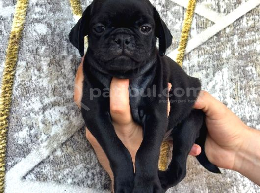 Pug Yavrulari Kredi̇ Karti Geçerli̇di̇r görsel