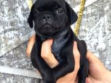 Pug Yavrulari Kredi̇ Karti Geçerli̇di̇r