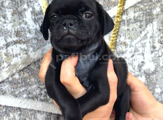 Pug Yavrulari Kredi̇ Karti Geçerli̇di̇r