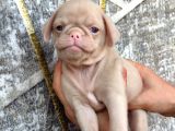 Pug Yavrulari Kredi̇ Karti Geçerli̇di̇r
